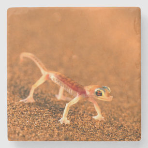 Palmatogecko On Sand Dune, Swakpomund, Erongo Stone Coaster