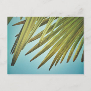 Palmenwedel am Sommerhimmel Postcard