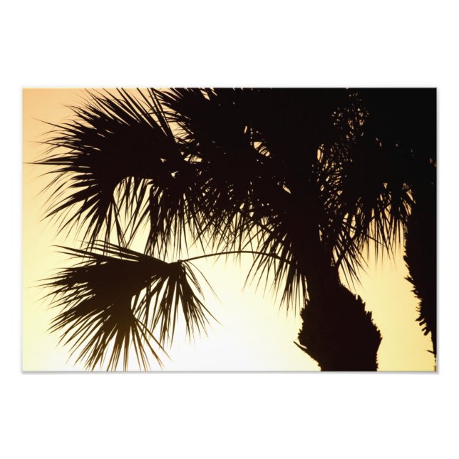 Palmetto Sunrise, Florida Photo Print (Front)