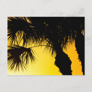 Palmetto Tree Sunrise, Port St. Lucie, FL Postcard