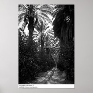 Palms and Orange Trees Near Desert, 1966 Poster