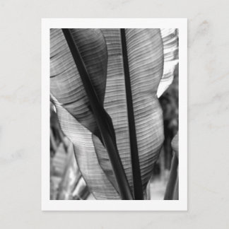 Palms in Black and White Postcard