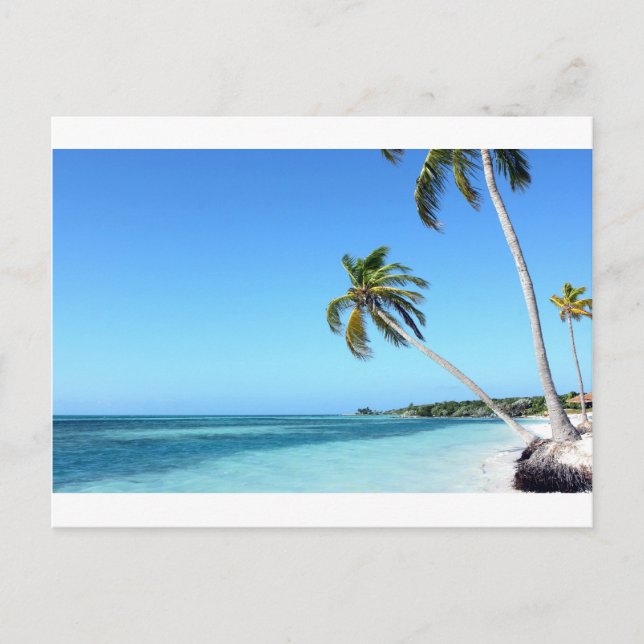 Palms in the sea postcard (Front)