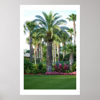 Palms of Florida Poster