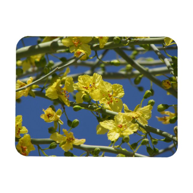 Palo Verde Blooms Magnet (Horizontal)