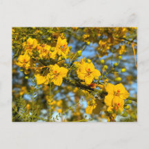 Palo Verde Blossoms in Spring