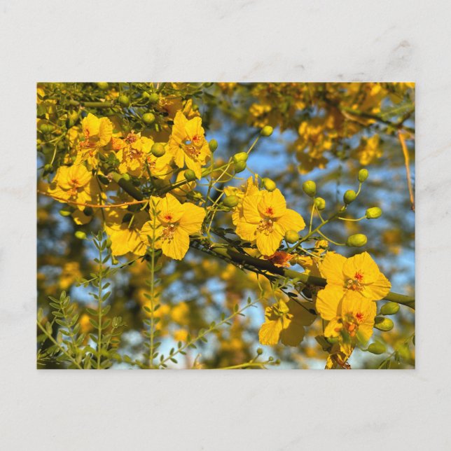 Palo Verde Blossoms in Spring Postcard (Front)