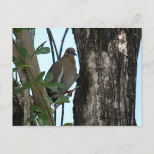 Paloma Tortola Postcard