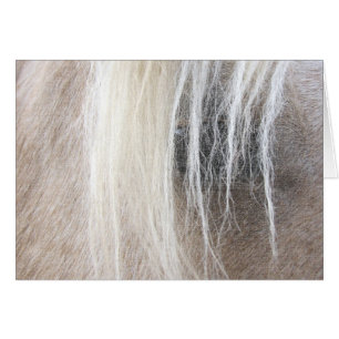 Palomino