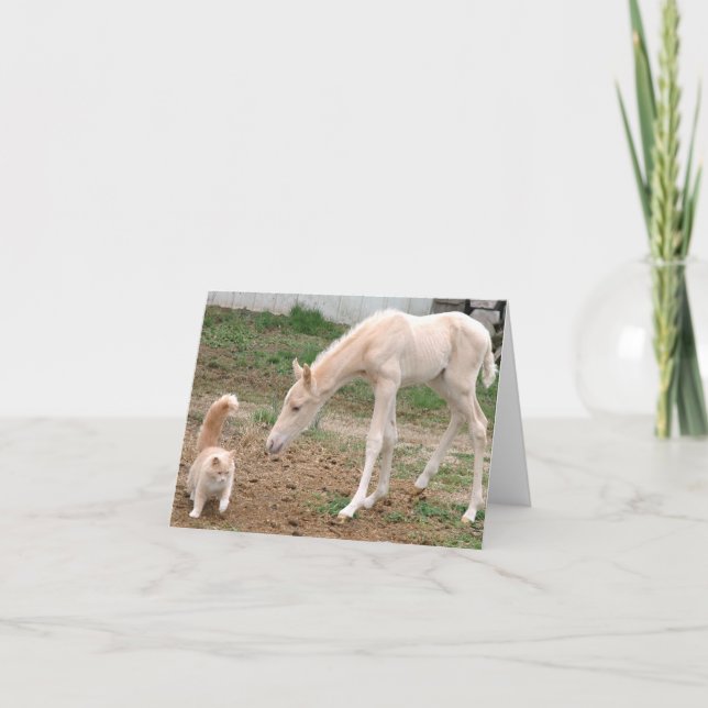 Palomino Baby Horse with Barn Cat Card (Front)