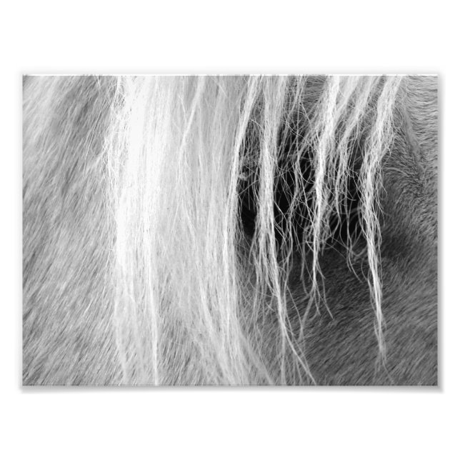 Palomino Black and White Photo Print (Front)