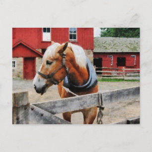 Palomino By Red Barn Postcard