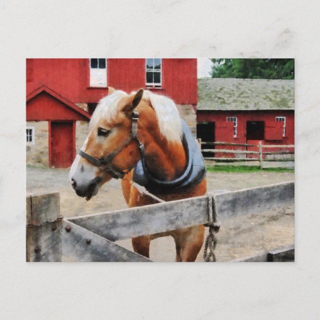 Palomino By Red Barn Postcard (Front)