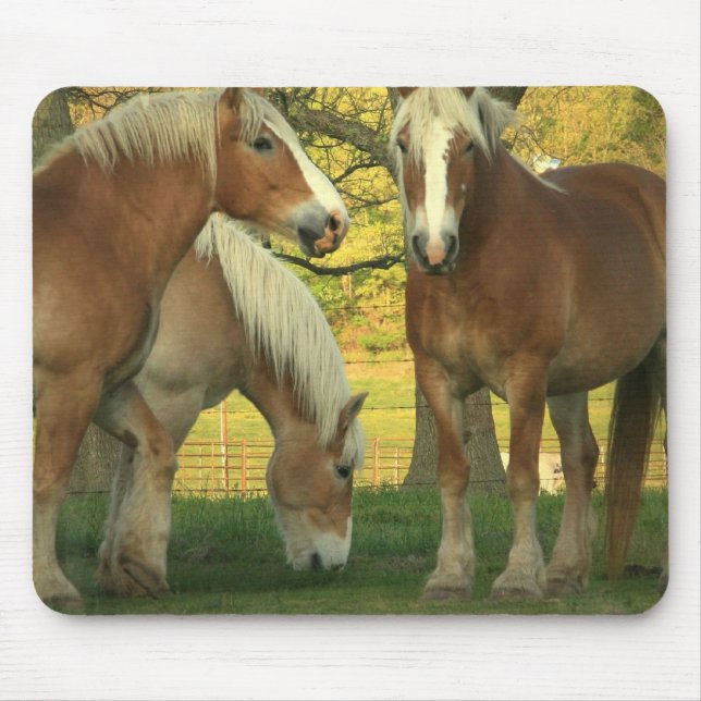 Palomino Draught   Horses Mouse Pad (Front)