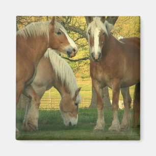 Palomino Draught Horses Square Magnet