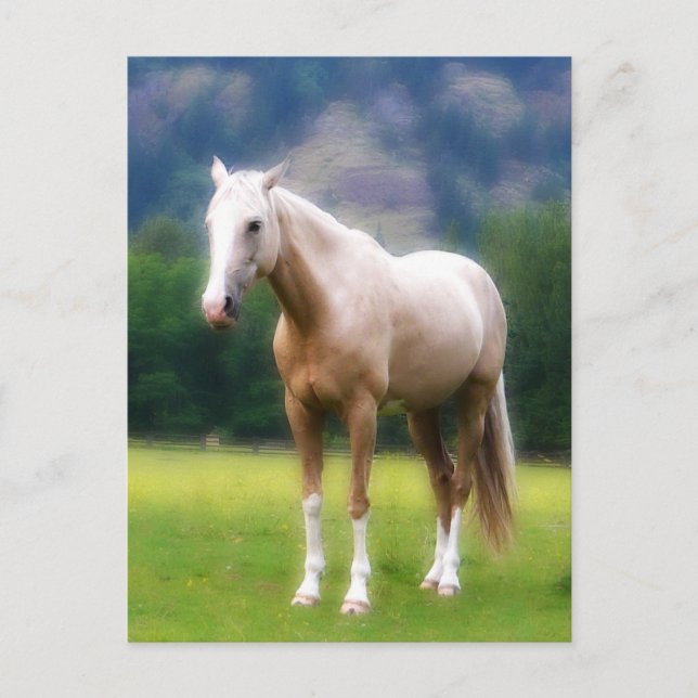 Palomino Dream Horse Postcard (Front)