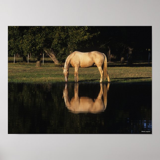 Palomino Grazing By Lake With Reflection Poster (Front)