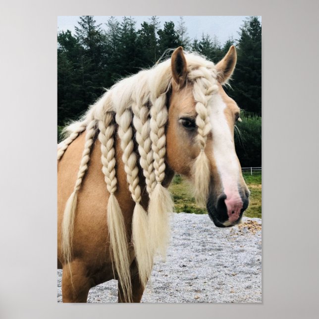Palomino gypsy vanner horse poster (Front)