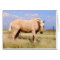 Palomino Horse Card