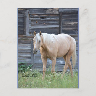 Palomino horse post card