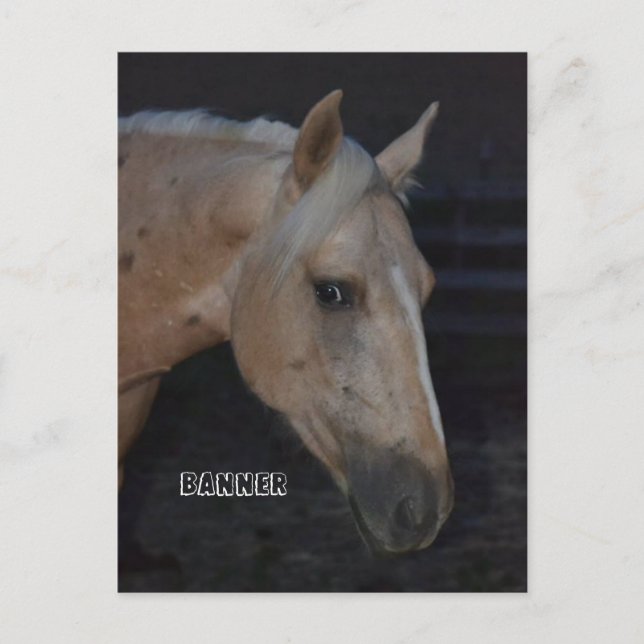 Palomino horse post card of horse named Banner (Front)