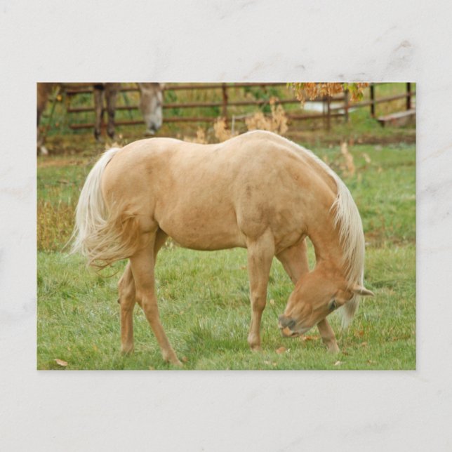 Palomino Horse Postcard (Front)