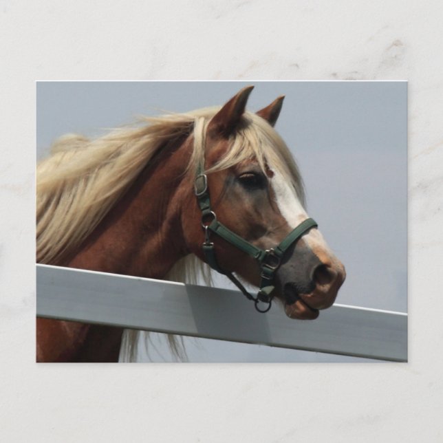 Palomino Horse Postcard (Front)
