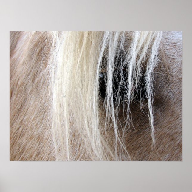Palomino Horse Poster (Front)