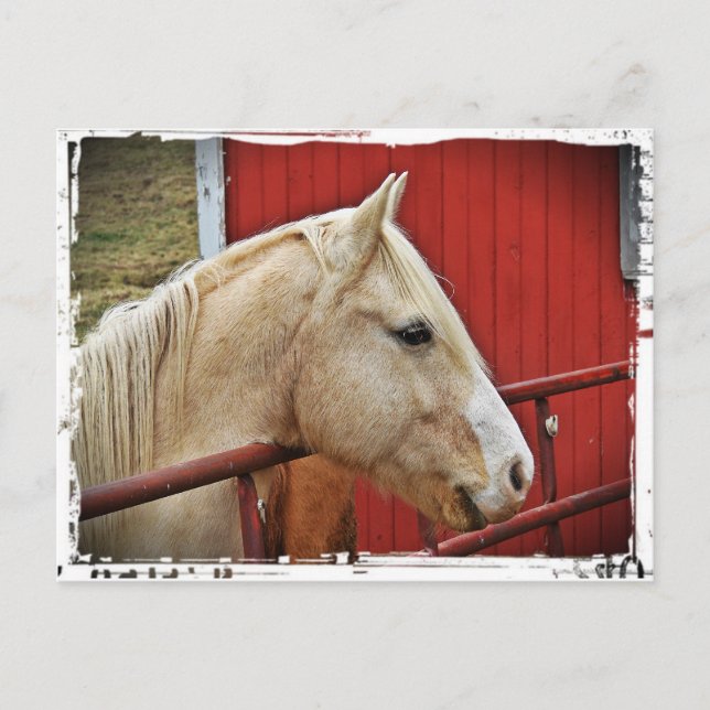 Palomino Horse Red Barn Postcard (Front)
