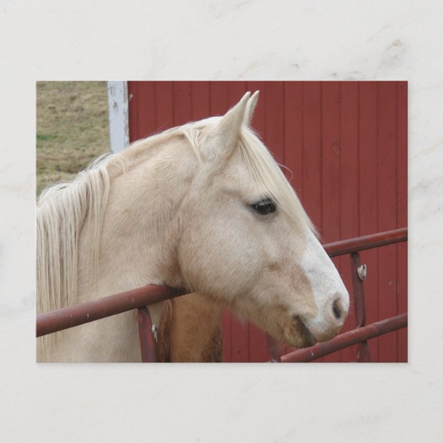 Palomino Horse Red Barn Red Gate  Postcard (Front)