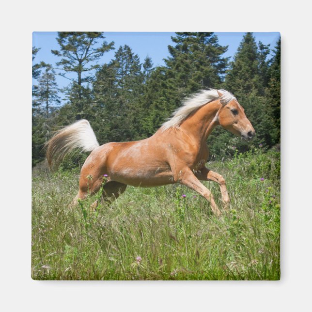 Palomino Horse Running through a Meadow Magnet (Front)