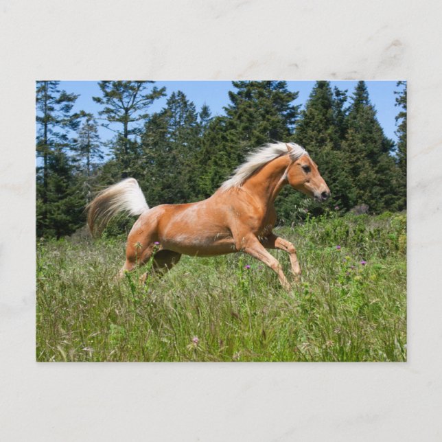 Palomino Horse Running through a Meadow Postcard (Front)