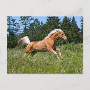 Palomino Horse Running through a Meadow Postcard