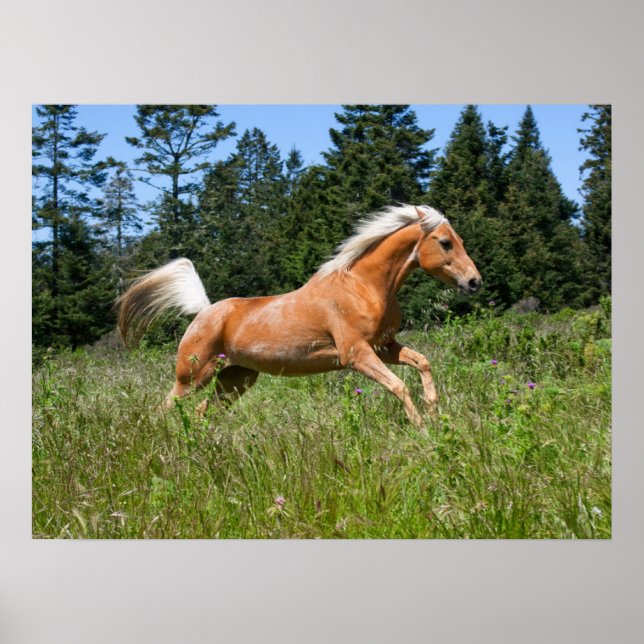 Palomino Horse Running through a Meadow Poster (Front)