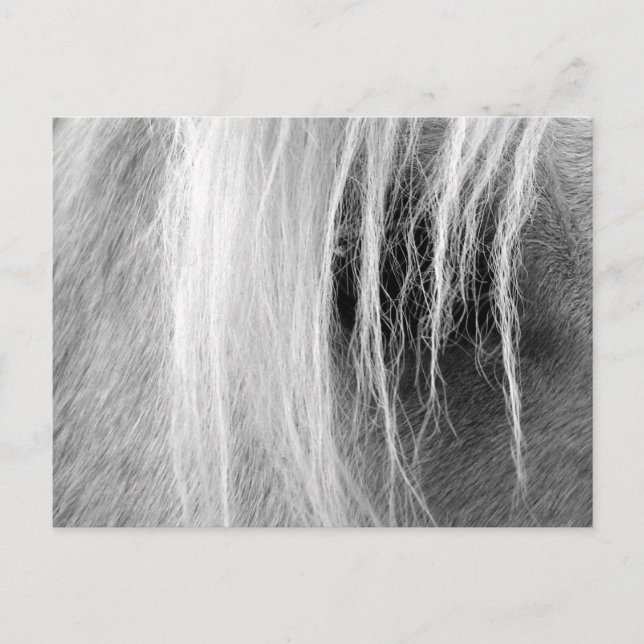 Palomino in Black and White Postcard (Front)