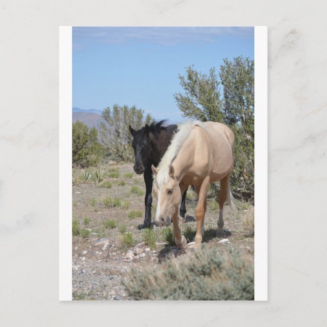 Palomino Mustang Postcard (Front)