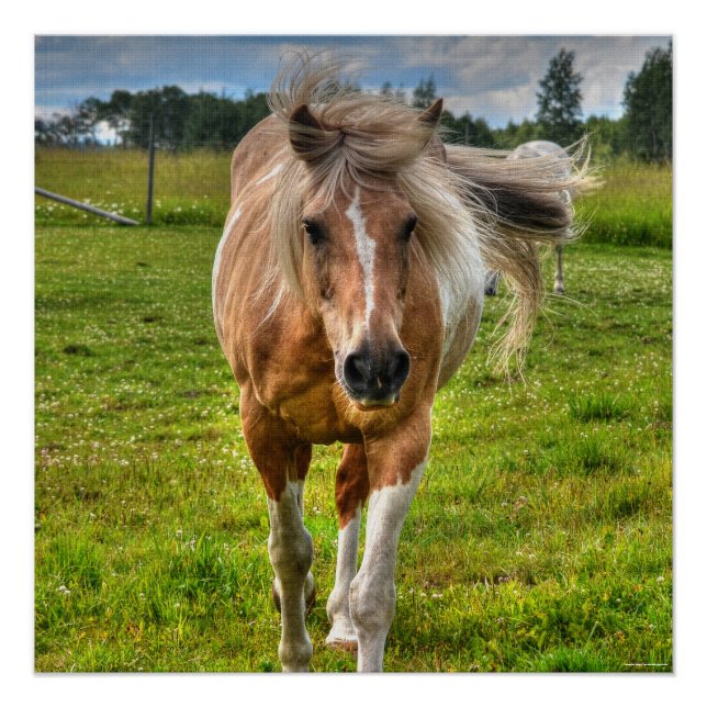 Palomino Paint Horse & Field Photo Poster (Front)