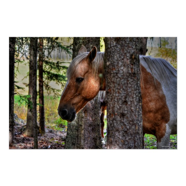Palomino Paint Stallion & Forest Equine Photo Poster (Front)
