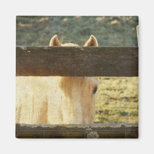 Palomino Peeking Through Fence Magnet