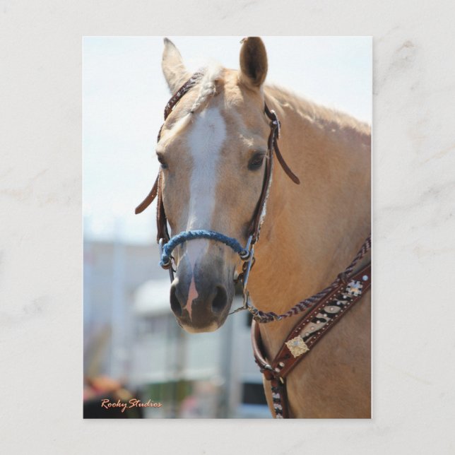 Palomino Pic Postcard (Front)