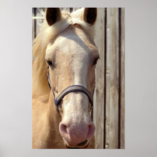 Palomino Pony Poster Print