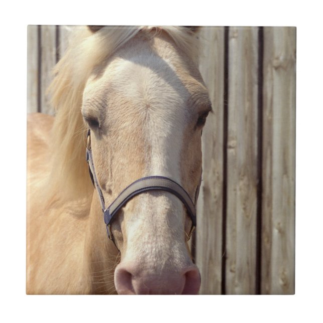 Palomino Pony Tile (Front)