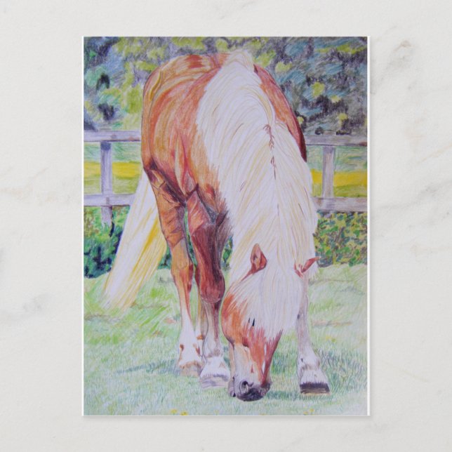 Palomino Princess Postcard (Front)
