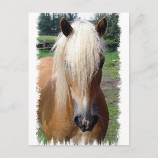 Palomino Quarter Horse Postcard (Front)