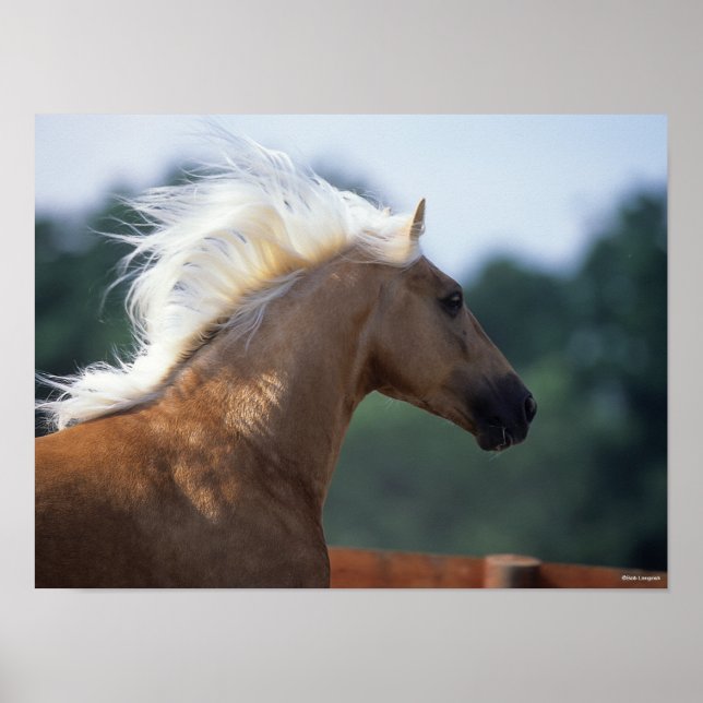 Palomino Rocky Mountain Horse Headshot Poster (Front)