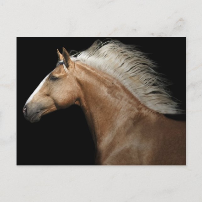 Palomino Stallion Postcard (Front)
