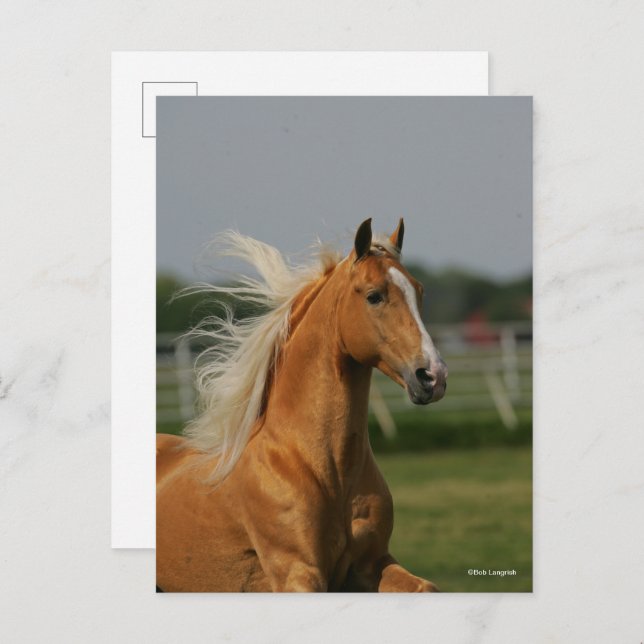 Palomino Tennesee Walking Horse Stallion Postcard (Front/Back)