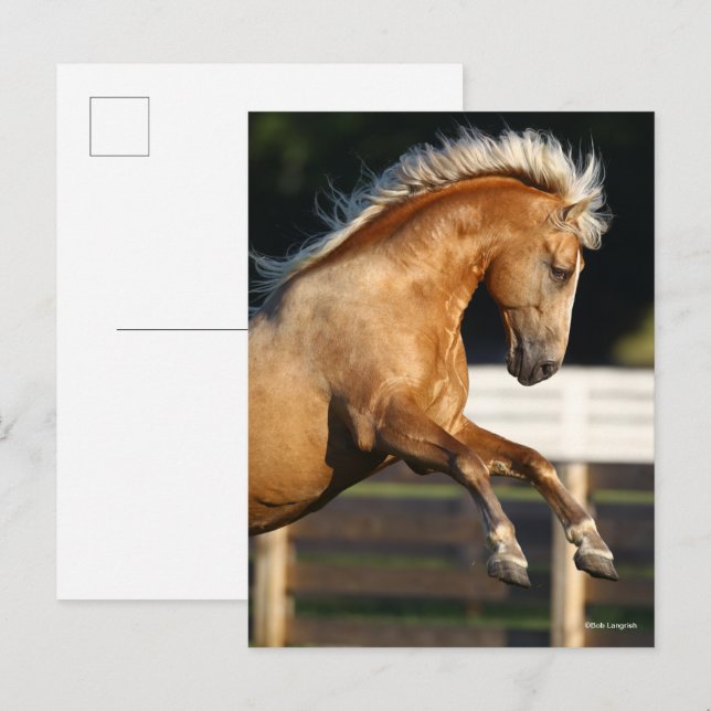 Palomino Tennessee Walker Stallion Rearing Postcard (Front/Back)
