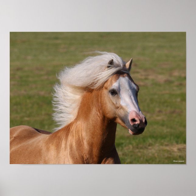 Palomino Welsh Pony Headhot Mane Flowing Poster (Front)