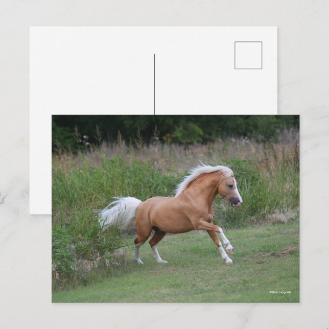 Palomino Welsh Pony Stallion Running Postcard (Front/Back)